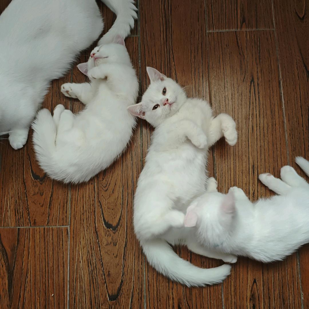 猫猫叫憨憨