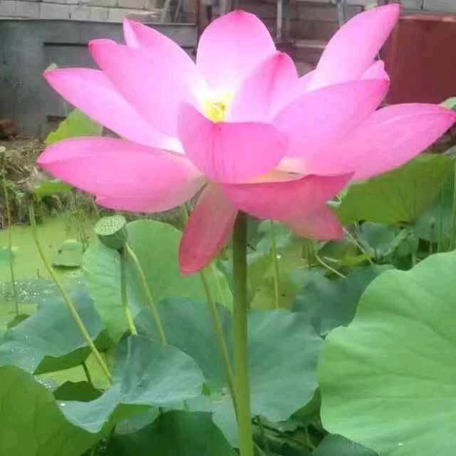 像鹦鹉的小鸡🐥