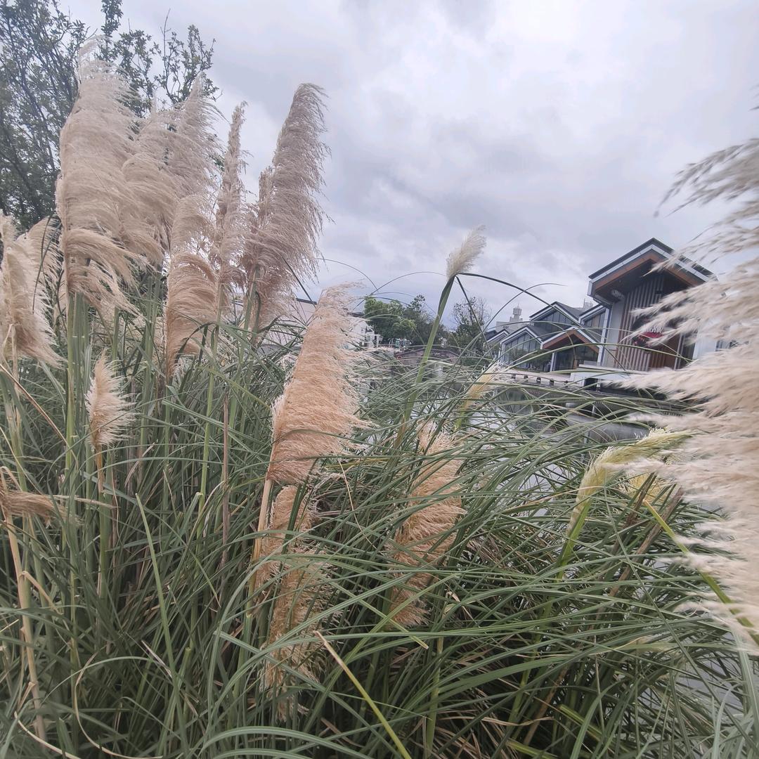 活着便是上上签
