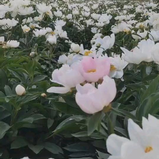 药材种植（欣然家庭农场）