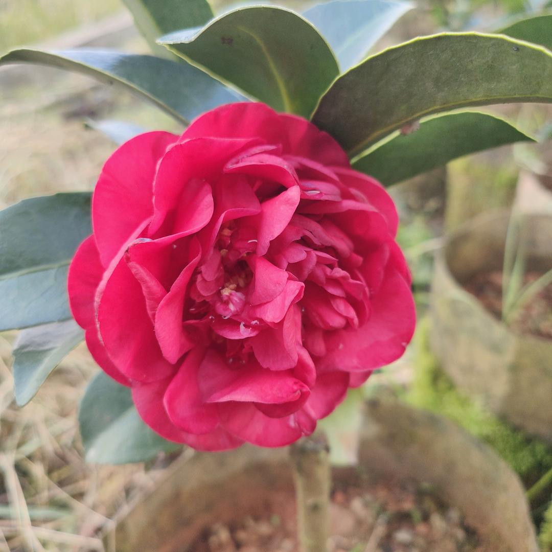 岑溪四季茶花基地
