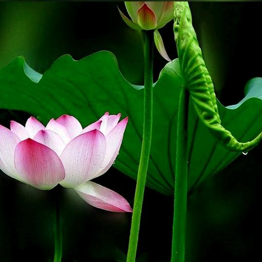 花开花落