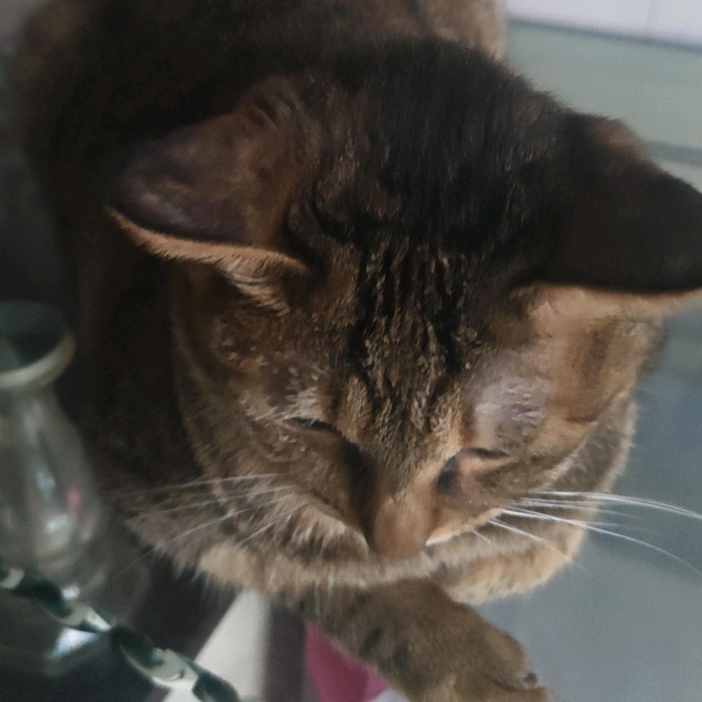 烤面饼大王