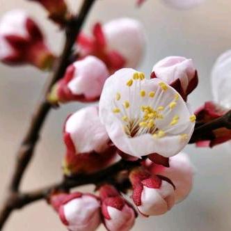 逛逛我家小果园