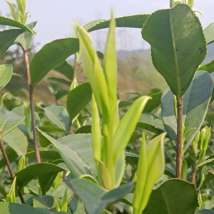 布衣小哥🌿🌿