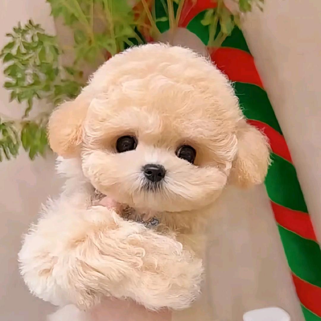 芸宝🐾
