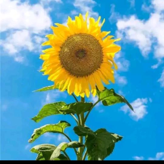 开心幸福每一天