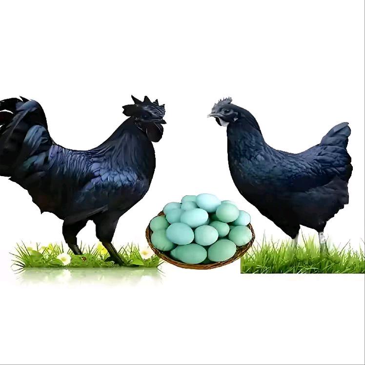 臧少华活禽合作社