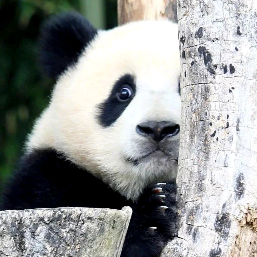 今天也要卢力吖