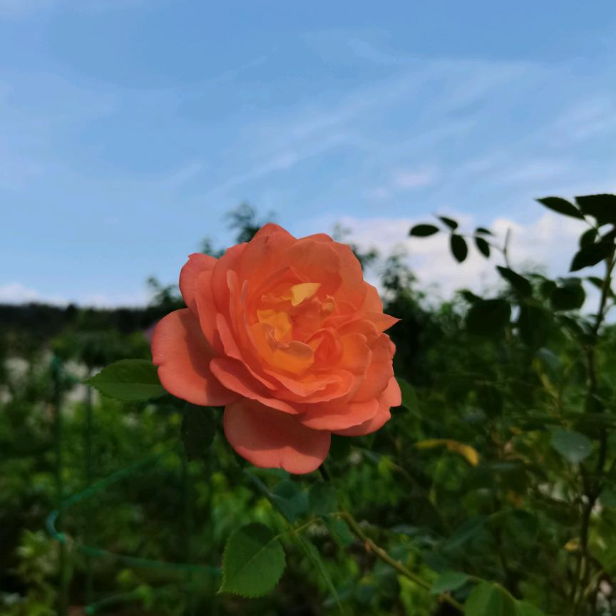 刘学琴