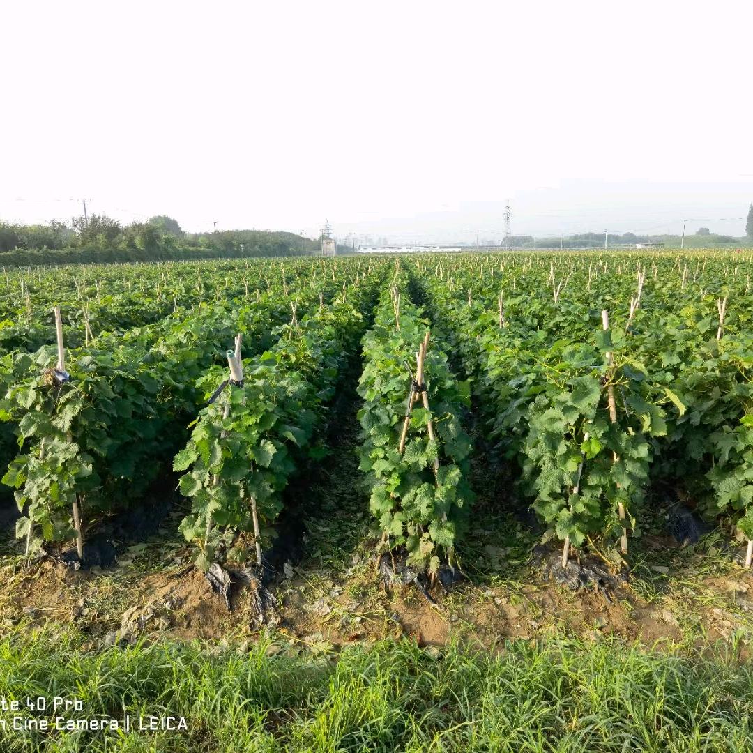 志昌农业——珍姐