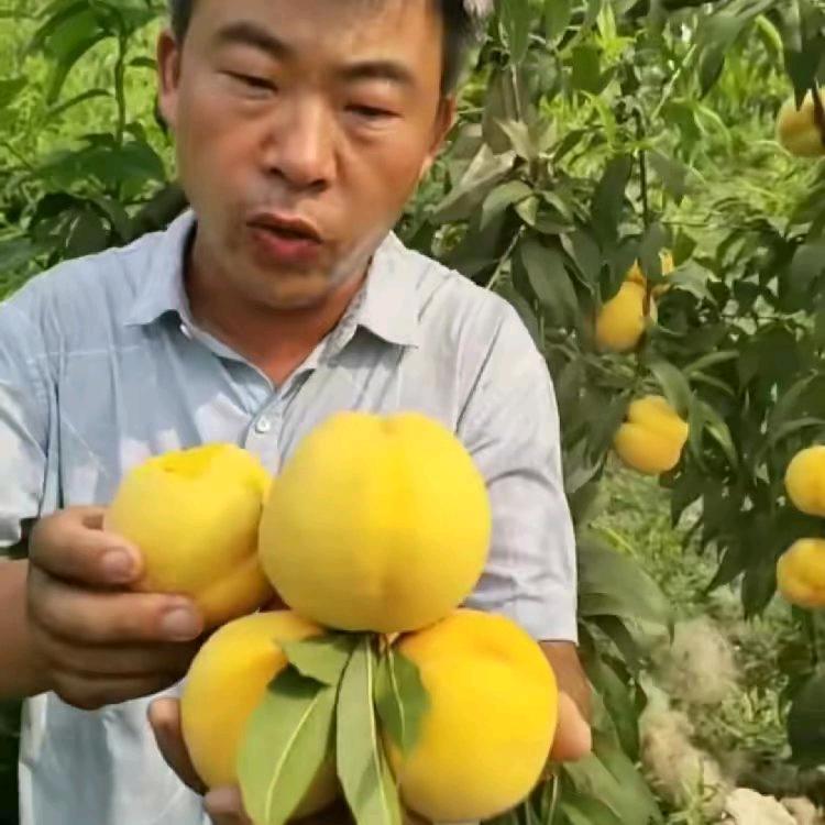 广华桃缘红果业