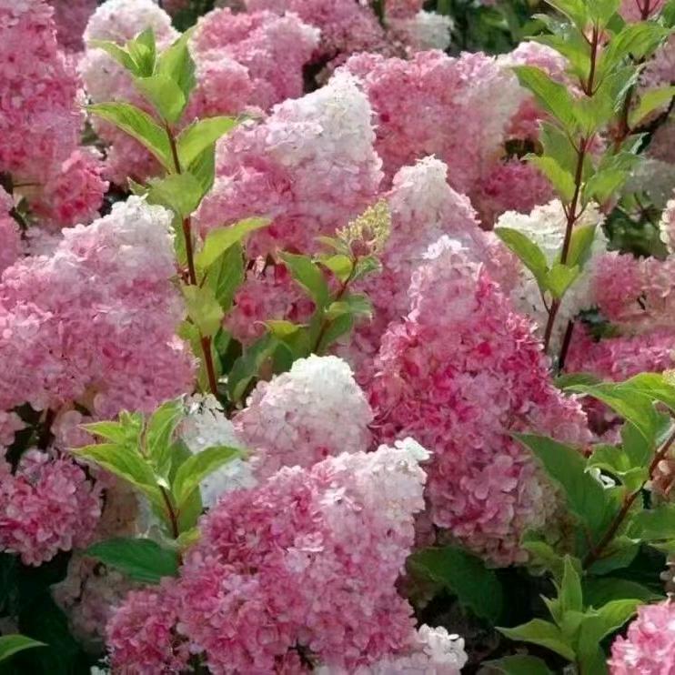 80后的单亲莉姐💞