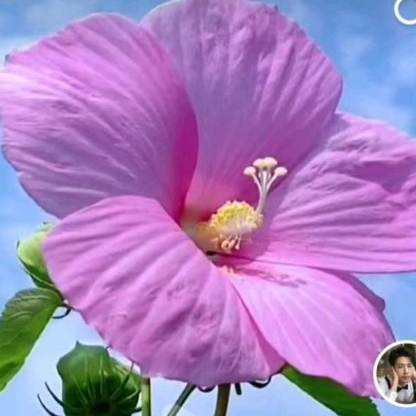 😂别人再好不想我😂