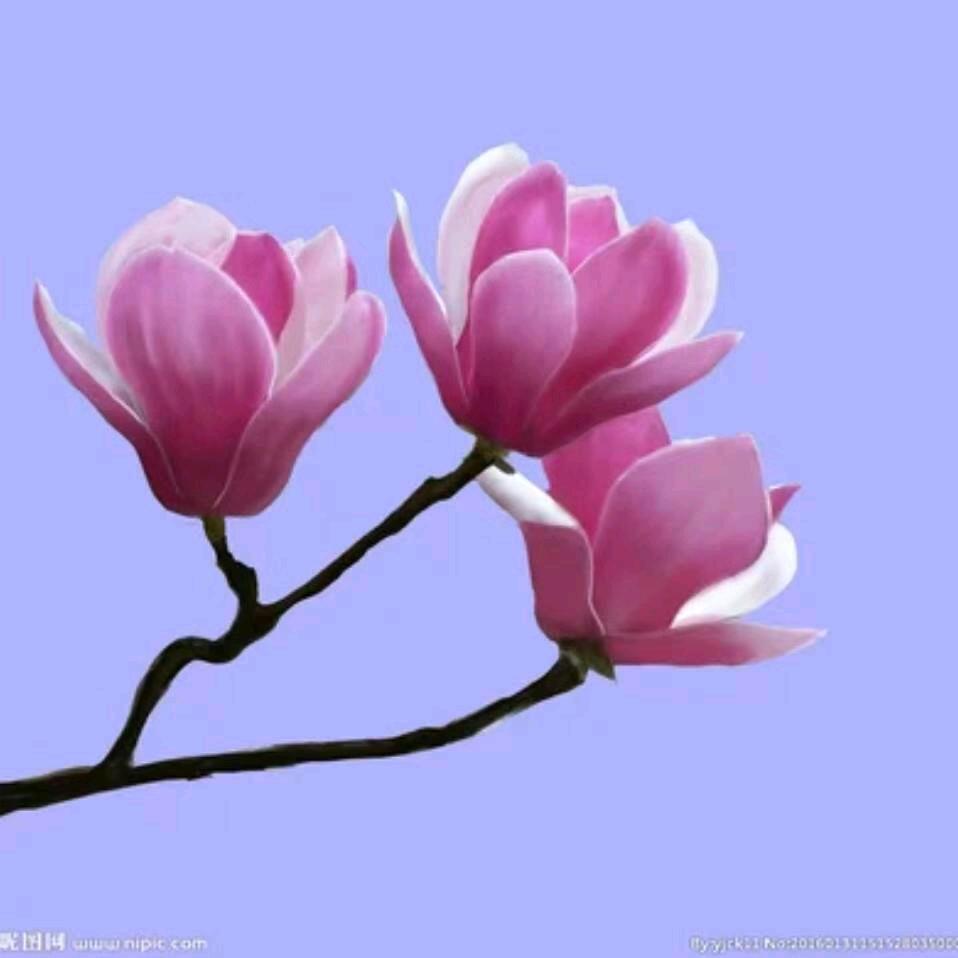 吉祥三宝专业卖糠买牛