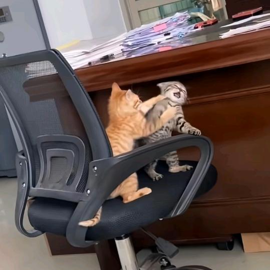 振宇