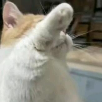 爱吃鱼鱼鱼鱼鱼鱼