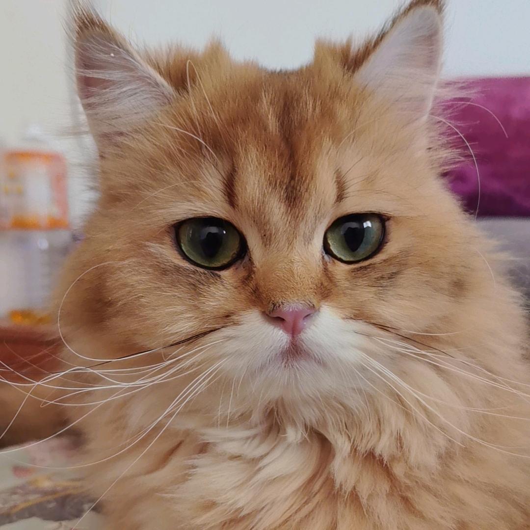 财神爷的独生女