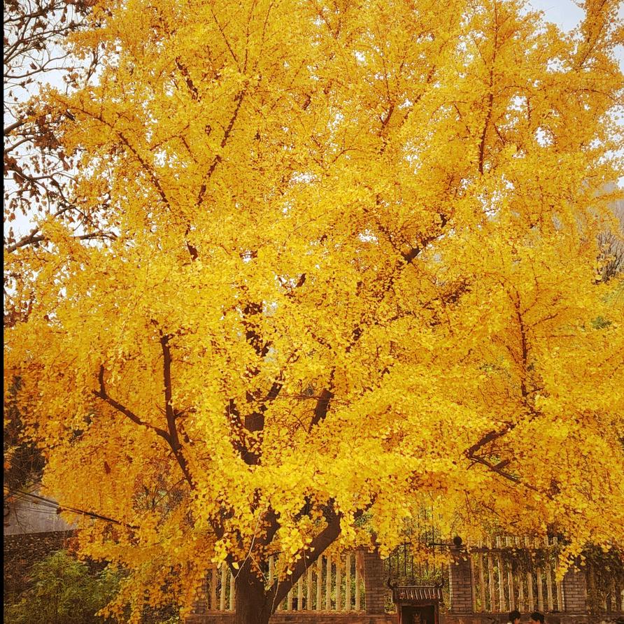 (❁棋开得胜´◡`❁心想事成)