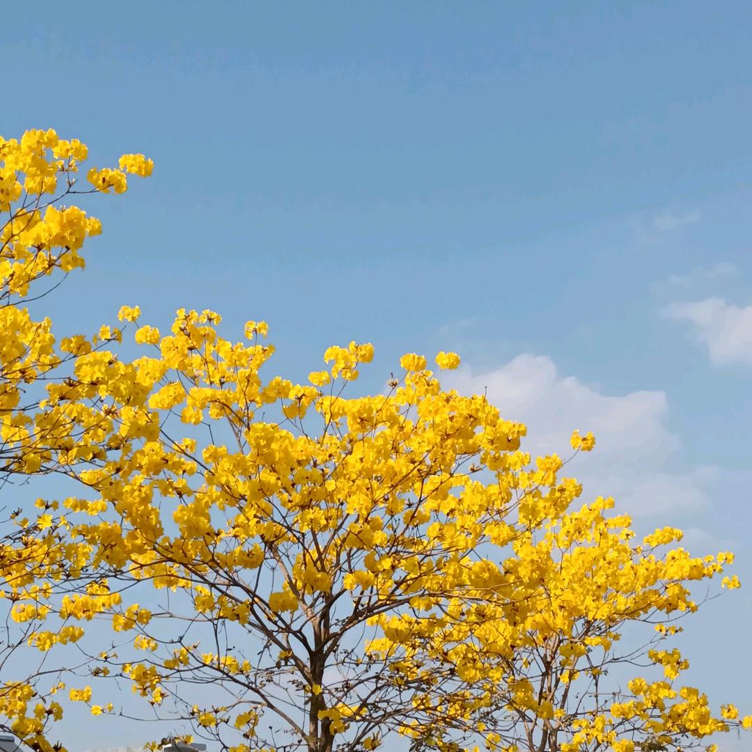 🌹🌹随心🌹🌹