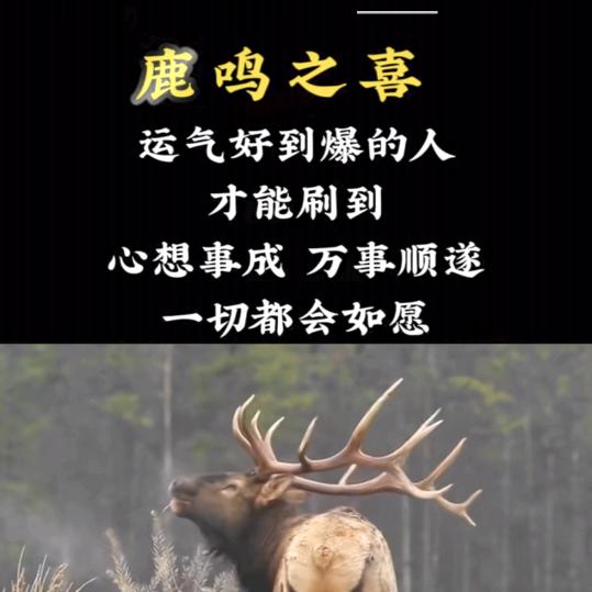 三哥伐木