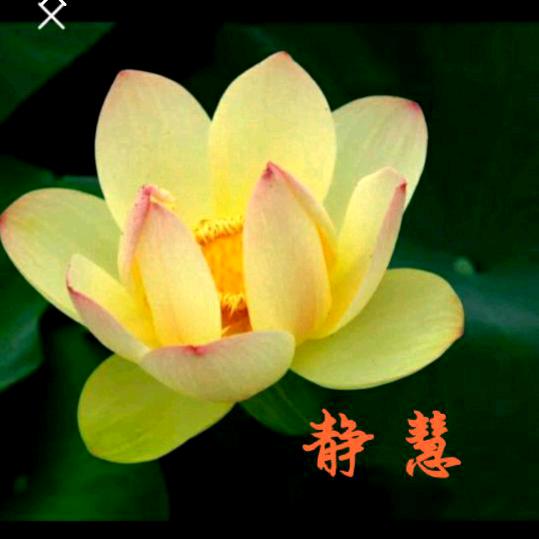 静慧☘️🌹🔥💫