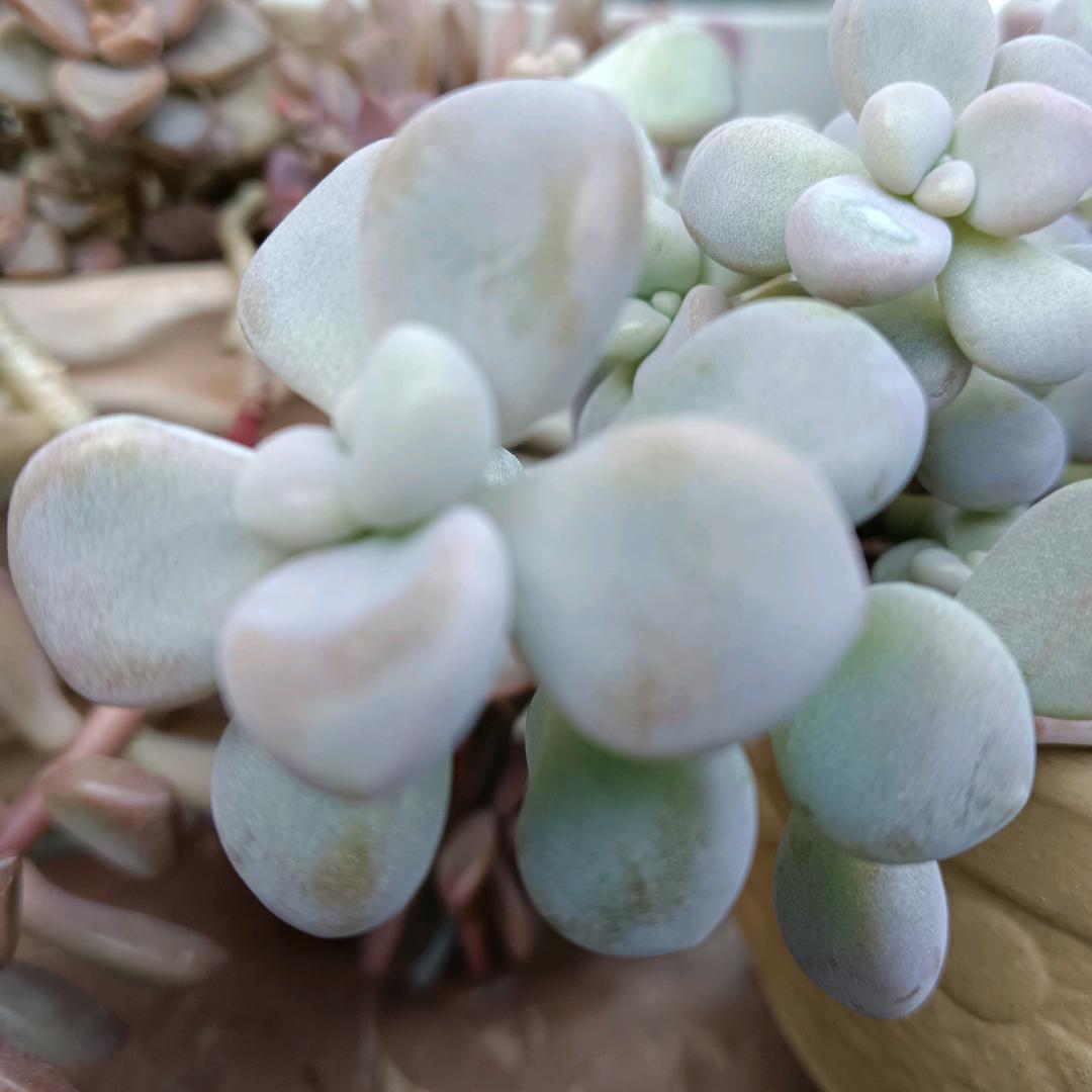 清雅如澜