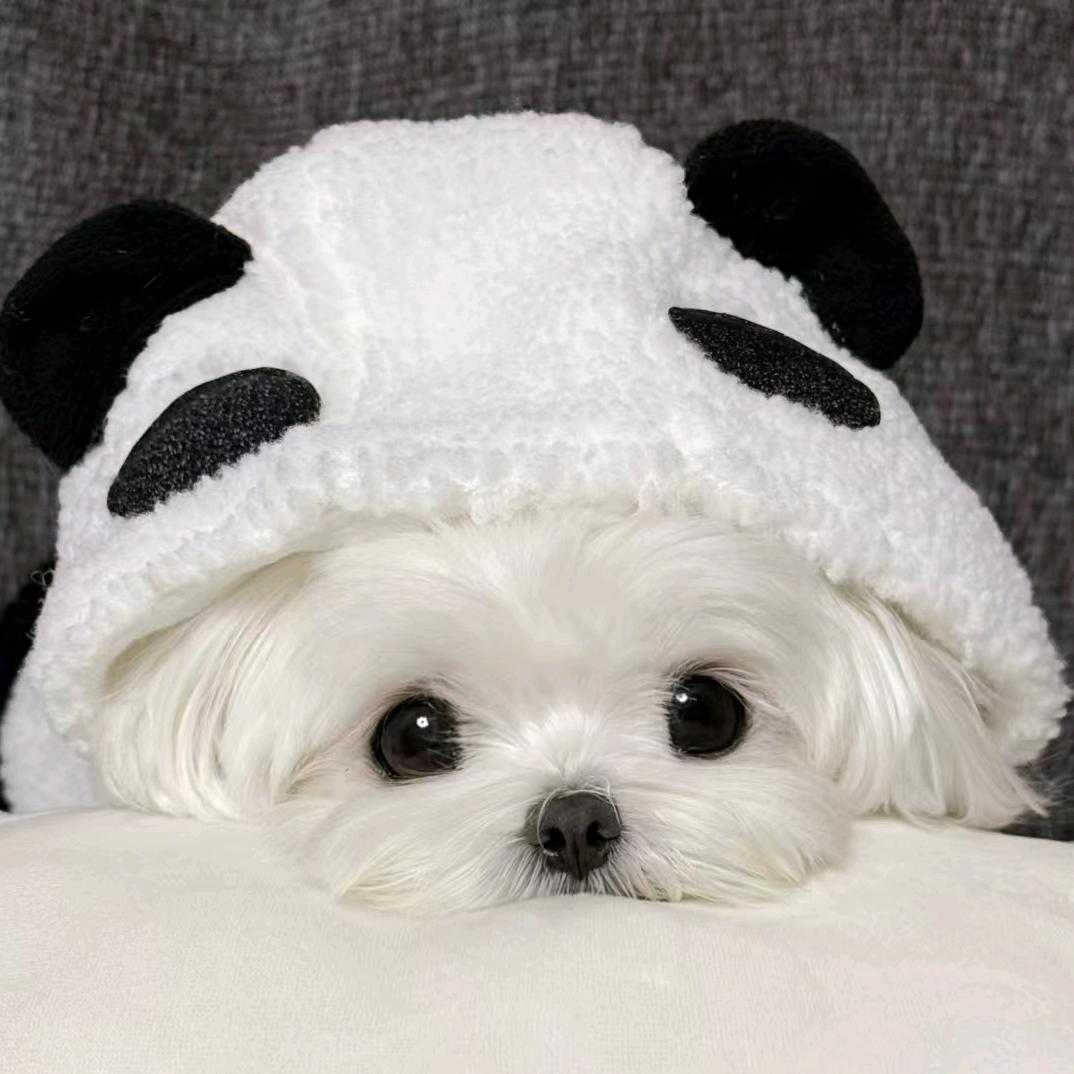 爱看海de灰灰登场