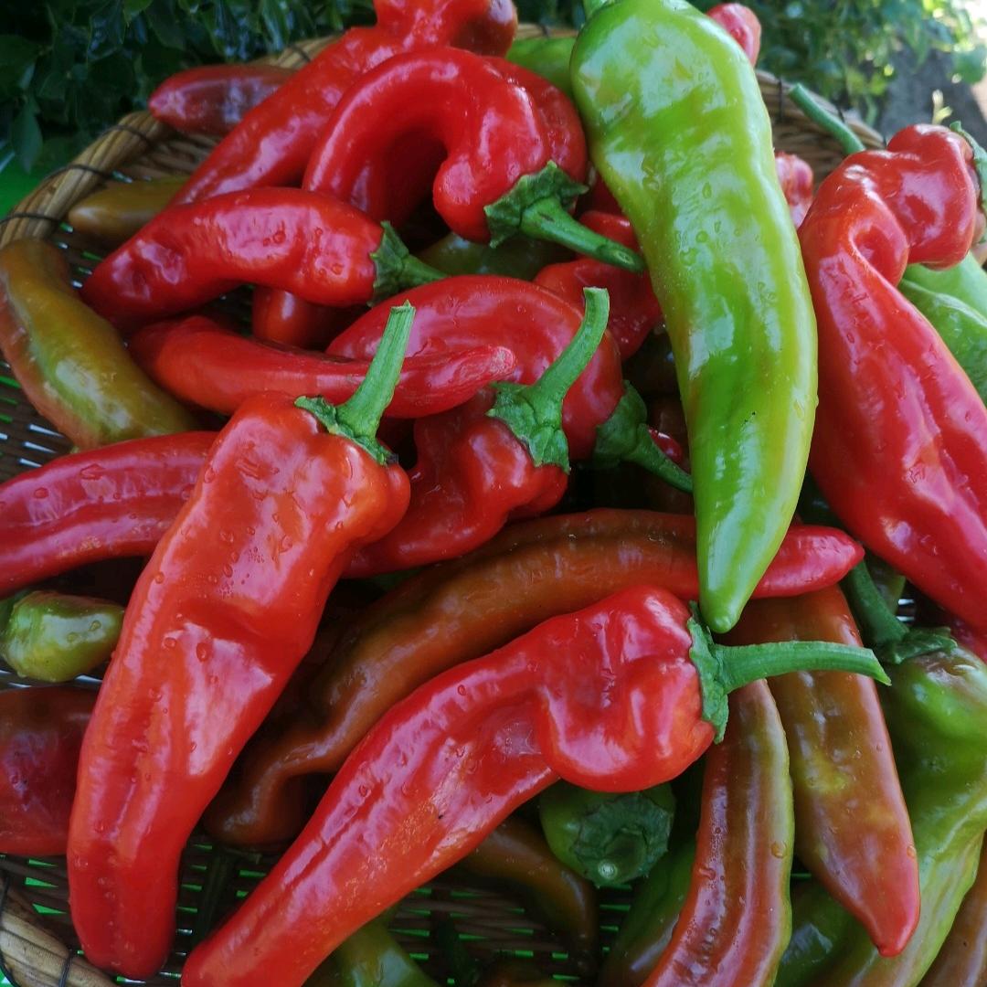 农产品基地直发