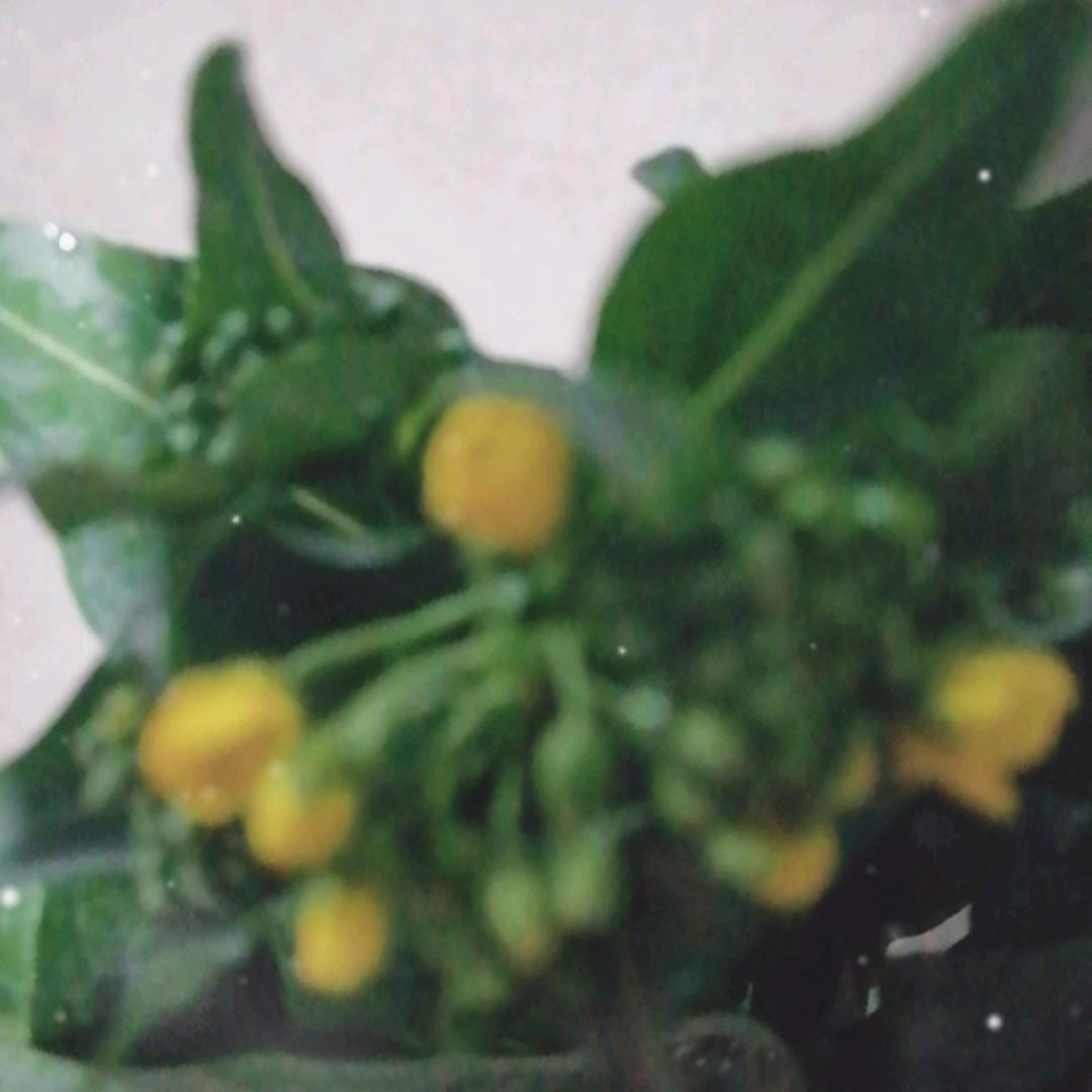 花一样的网名