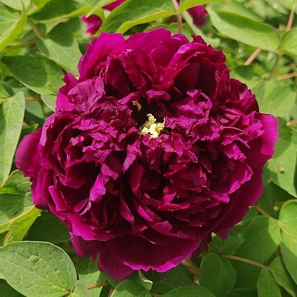 菏泽静远牡丹