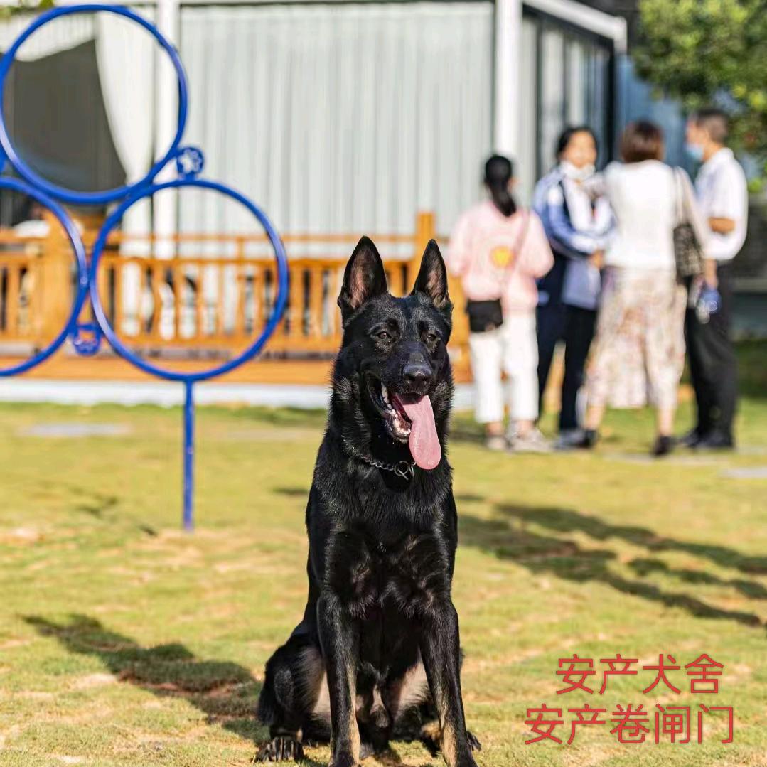 《安产》犬舍  卷闸门