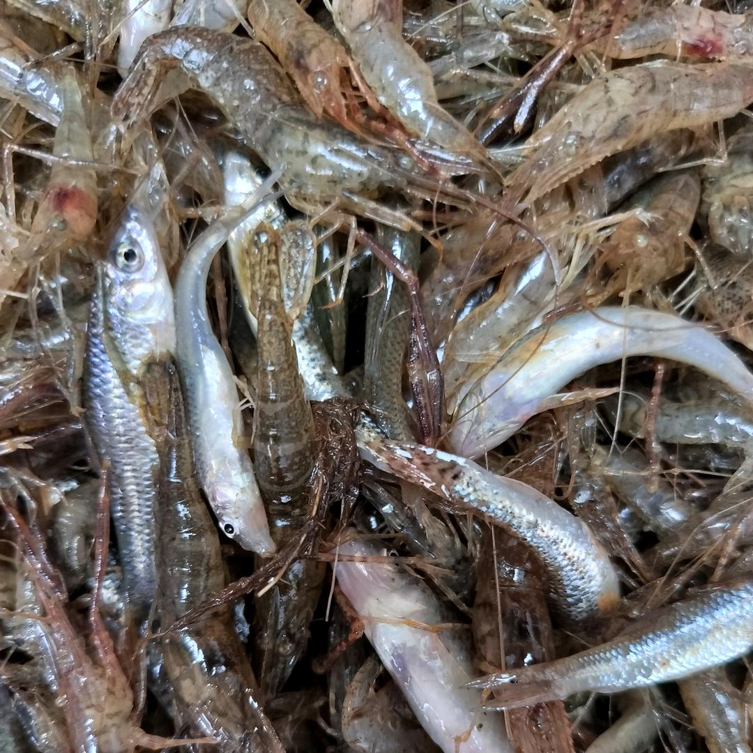 小鱼小🦞