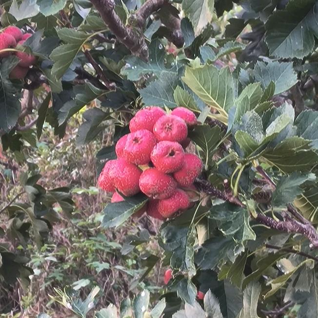 面朝黄土背朝天