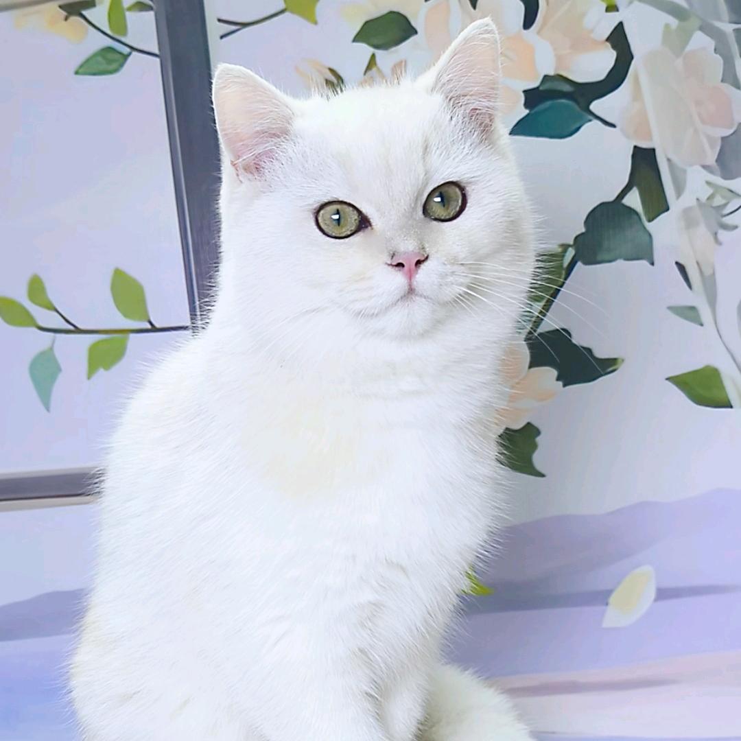 轩轩的猫
