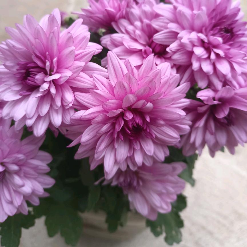 ღ᭄💘王后ꫛ余生💞ঞ᭄༊