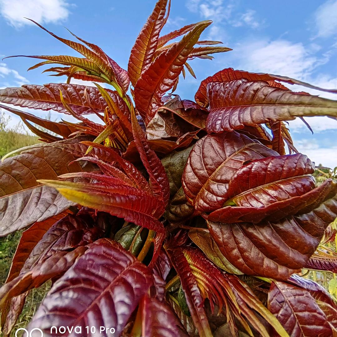 云南高原特菜种植销售