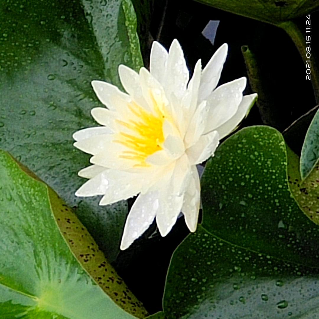 人间小福喜（关必火回）