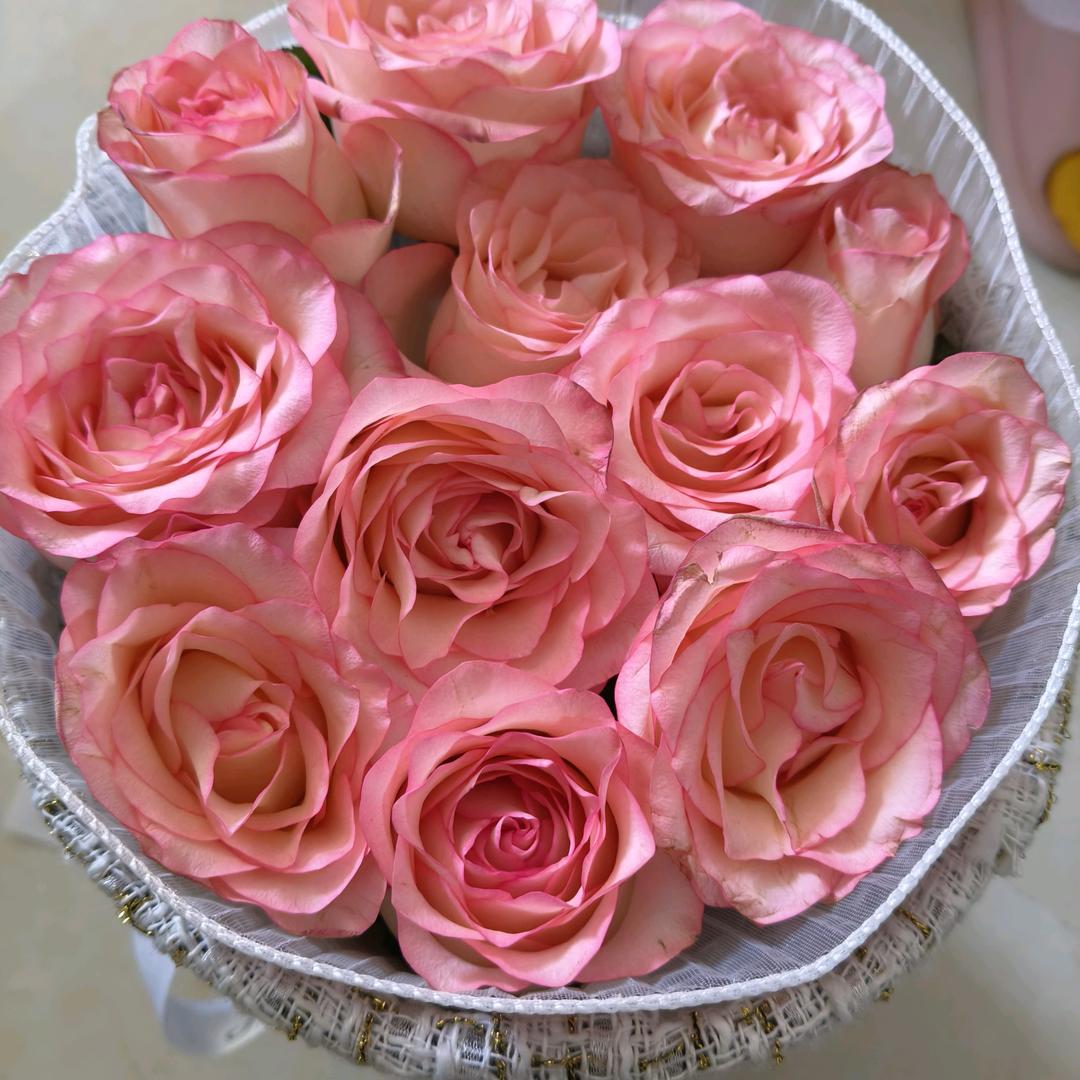 兰花🌸