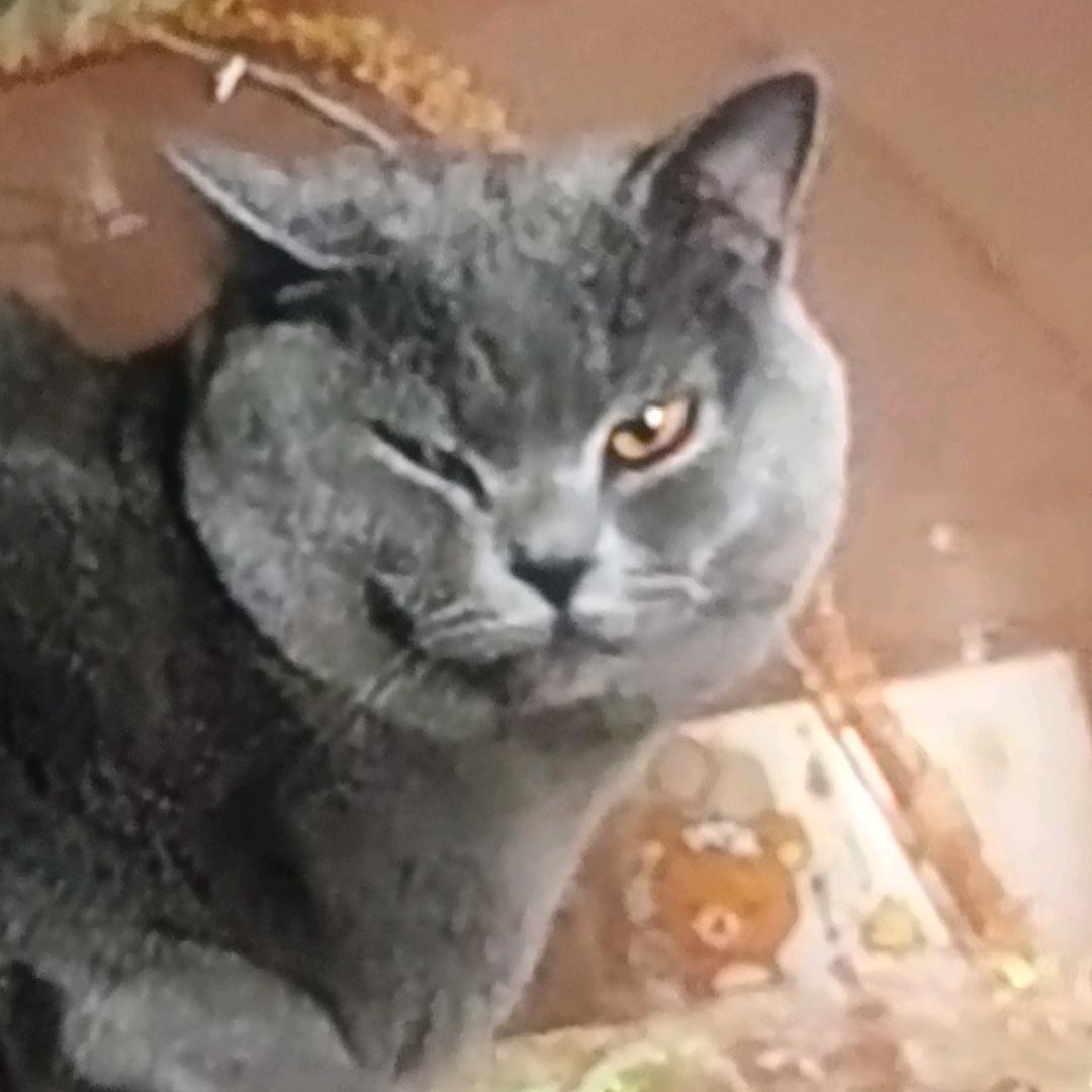 清风欲语白茶