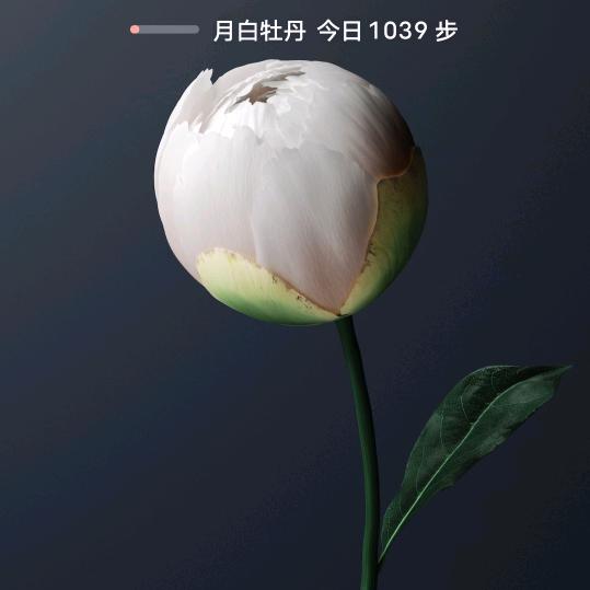 岁月过客