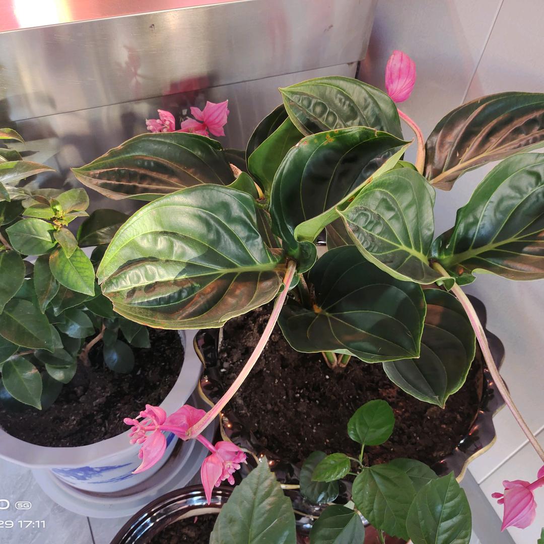 （开心是福）🔥