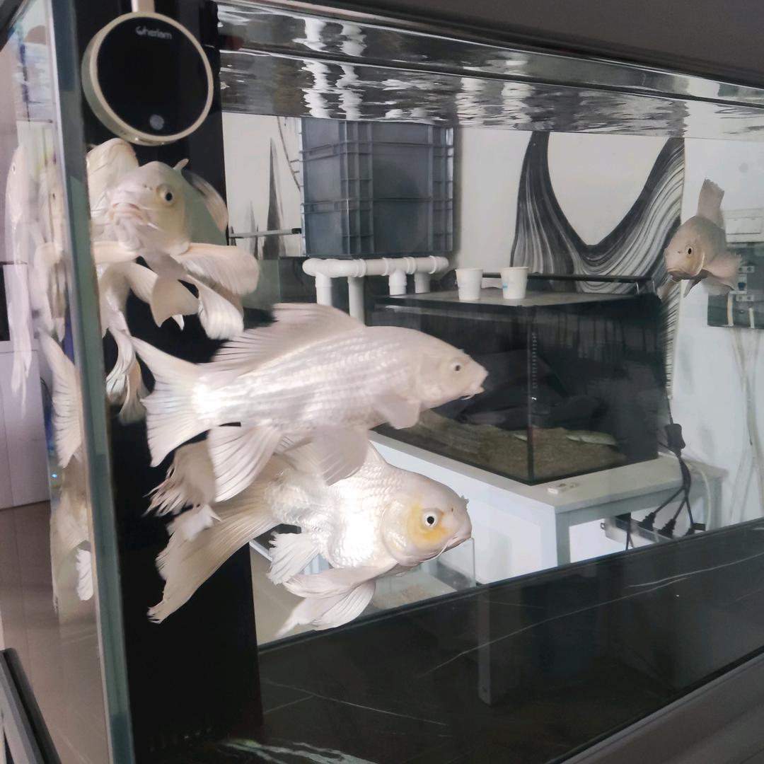 鑫泰睿水族用品