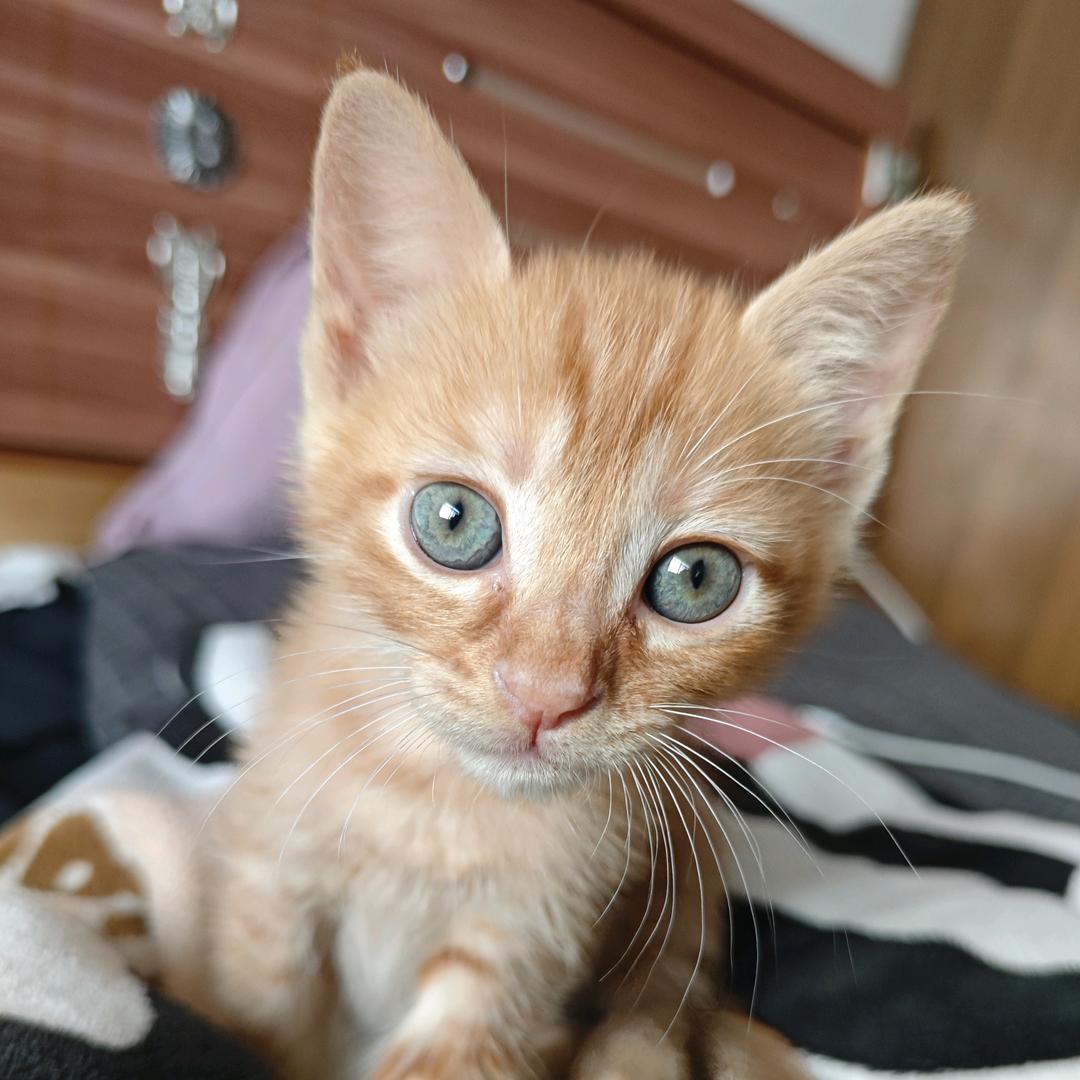 凌霄（瑞士卷小猫）