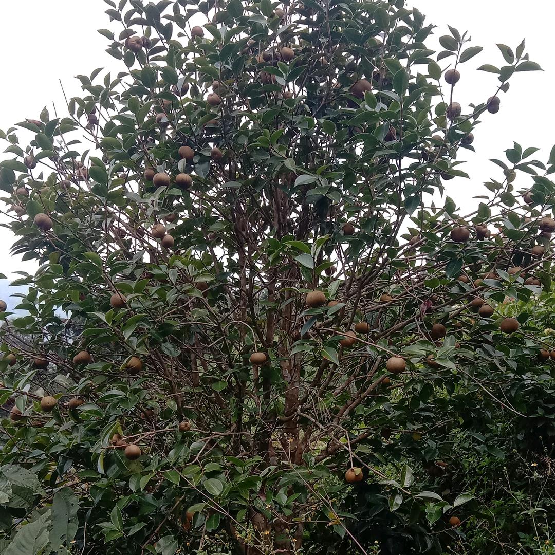 幸福预约🌴🌹