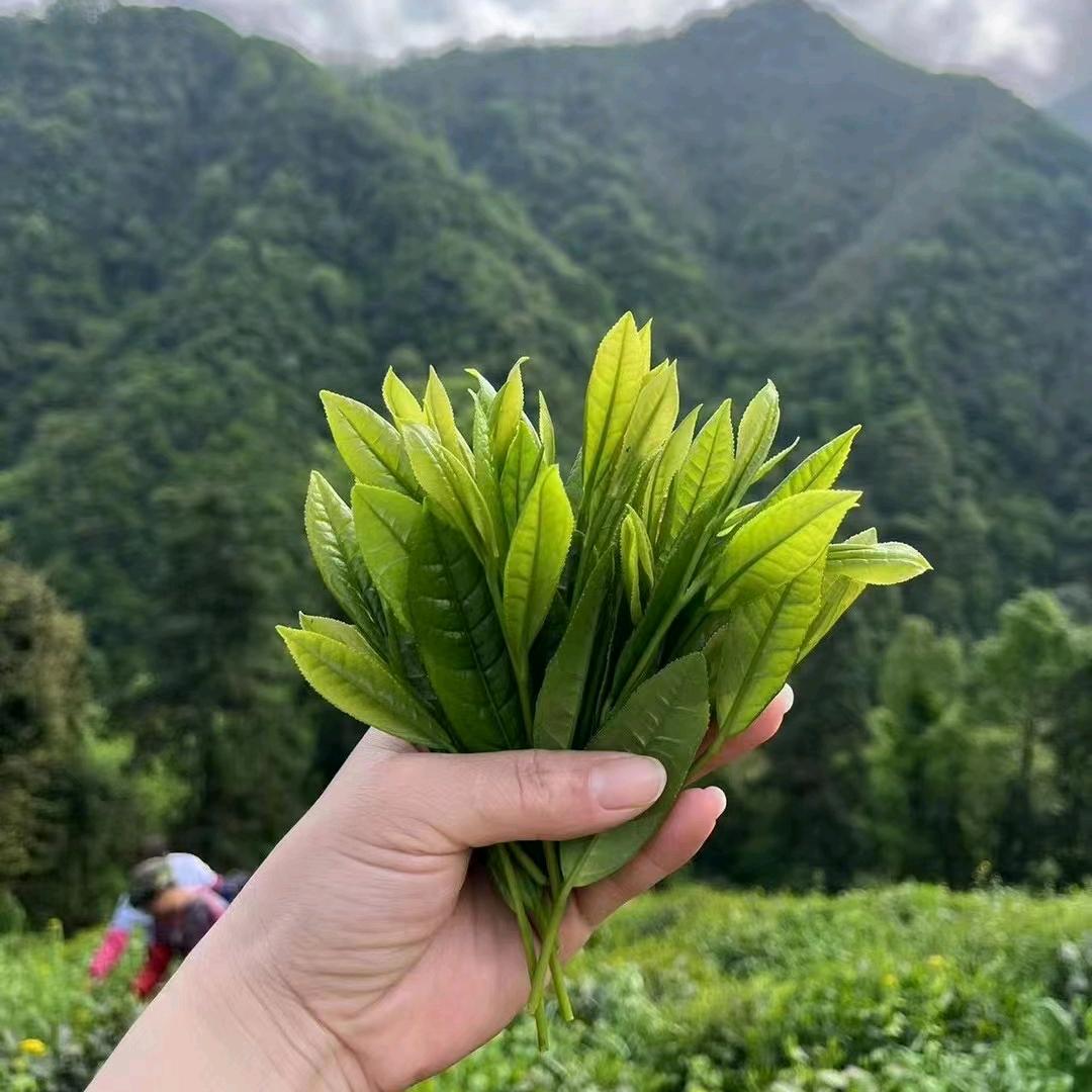 爱喝茶行
