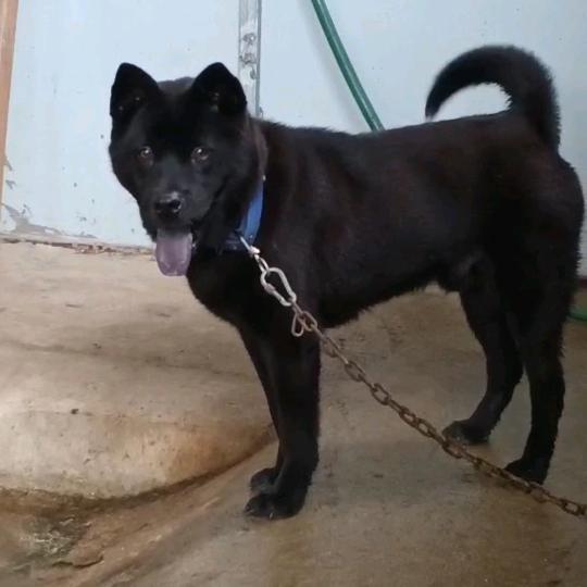 《李》纯田园犬🐶