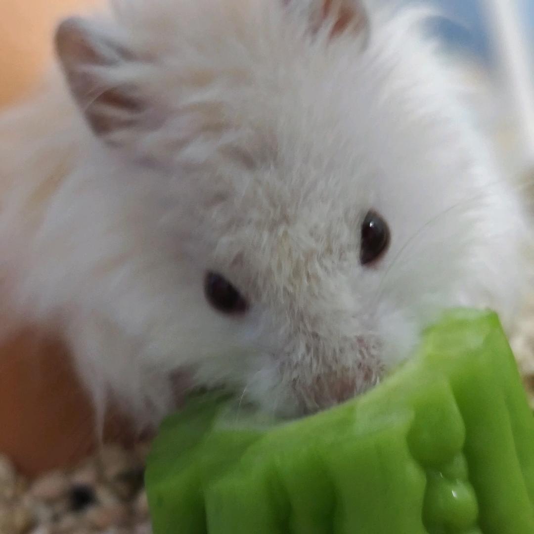 喜欢喝橙子芬达