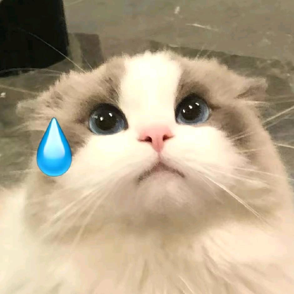 腿腿加油鸭🕊️