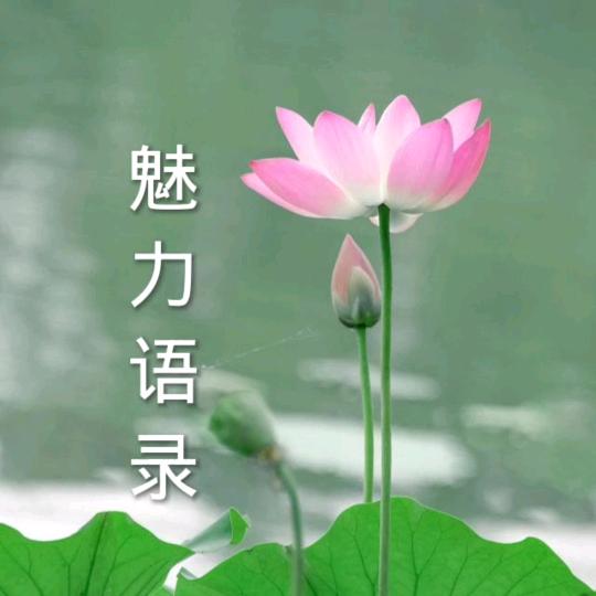 @魅力语录
